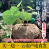 Planta Enredadera Trepadora de Tortuga de Montaña Seleccionada Oro No Cambia la Tierra y No Permite Vid Roja Hoja Redonda Bonsái Hidropónico Gomphrena Suculenta Planta en Maceta