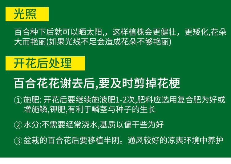 百合种球详细12.JPG