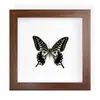 Mariposa Papilio machaon de Banda Verde, Espécimen Real con Alas Extendidas, Insecto Mariposa Original para Colección de Enseñanza de Jardín de Infancia Fotografía Tridimensional Estilo Europeo