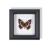 Marco de Fotos de Espécimen de Mariposa Pintura Decorativa de Madera Adorno Retro Europeo Soporte de Exhibición Muebles DIY Regalo de Cumpleaños Regalo
