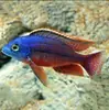 Peces Tropicales de Agua Dulce Vivos para Principiantes, Incluyendo Cíclidos, Peces Vivos con Envío Gratis