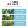[Selección Premium] Fertilizante Especial para Árbol del Dinero, Solución Nutritiva para Plantas, Uso General para Plantas de Interior en Maceta, Cuidado de Flores, Anti-Amarillamiento para Árbol del Dinero