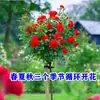 Arbusto de Rosas con Forma de Árbol de Paleta Multicolor para Balcón, Rosa de Árbol Viejo Estilo Europeo con Fragancia Fuerte, Florece en Todas las Estaciones, Adecuado para Jardín y Cultivo en Maceta