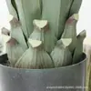 Espada de agave artificial sisal azul planta verde tropical floresta tropical deserto decoração paisagem decoração de chão vitrine