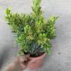 Milán Planta en Maceta Plántula Flor Balcón Floración Observación de Flores Plantas Xiyang Purifican el Aire Plantas Verdes de Cuatro Estaciones Bonsái Floreciente Resistente al Frío