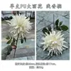 Nuevo producto transfronterizo: Fabricante de flores artificiales de PU, dalia y peonía de PU de un solo tallo, para decoración de bodas y del hogar