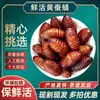 Capullos de gusano de seda tussah del noreste frescos, capullos de gusano de seda amarillo grande silvestres, capullos de cigarra vivos frescos, capullos de cigarra negros y amarillos silvestres 500g, disponibles todo el año