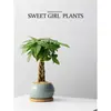 [Plantas Verdes da Fornalha Ge] Árvore da Fortuna Wufu em Vaso Plantas de Interior Mesa de Escritório Bonsai Plantas Verdes São Fáceis de Manter