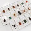 Shake Tone Caja Sorpresa Reptil Insecto Escorpión Araña Insecto Verdadero Libro de Especímenes Insecto de Ciudad Adornos de Especímenes de Insectos para Uso Escolar
