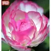 Bulbos de ranúnculo, bulbos de peonía, peonías de flor doble, plantas fáciles de cultivar y resistentes para todas las estaciones, plántulas de flores en maceta