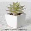 Suculentas Simuladas Personalizadas Cerámica Bonsái Plantas Verdes Escandinavas Adornos Hogar Interior Sala de Estar Flores Falsas Suculentas Plantas en Maceta