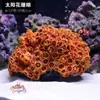 Galhos de Coral Árvore de Ferro do Mar Peixes Vermelhos Pretos Decoração de Aquário Paisagismo Ornamentos Subaquáticos