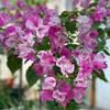 15 Yuan por 3 Plantas, Plantas de Buganvilia en Maceta con Flores, Florece en Todas las Estaciones, Plántulas de Buganvilia, Plantas con Flores, Resistentes y de Calidad Premium, Doble Pétalo