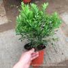 Fornecimento básico de mudas Thousand Miles, plantas verdes de interior e florais, plantas em vasos Jiuli Xiang