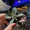 Grande, mediano y pequeño tamaño plato de baño pinza para el cabello horquilla clip superior clip de tiburón Corea elegante temperamento horquilla venta al por mayor