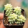 Base de planta suculenta autoproducida y autovendida al por mayor suculentas pequeñas combinación de flores plantas en maceta plantas carnosas Lithops Haworthia