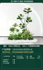 Set de Paisajismo Simulado para Exhibidores de Ventanas Interiores, Decoración de Escaleras, Paisaje de Plantas Verdes Simuladas, Arreglo de Jardín, Adornos de Decoración de Plantas en Maceta