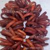 Pulsera de Ágata Roja Natural Ágata Roja Rojo Caqui Rojo Sur Redonda Raya Pulsera de Jade Calcedonia Pulsera de Belleza Neumático Ancho