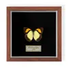 Especimen de Mariposa Real Colgante de Madera Estilo Nórdico Simple Moderno Regalo de Cumpleaños Marco de Fotos de Madera Simple