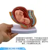 Modelo de Pelvis Femenina de Obstetricia y Ginecología con Modelo de Feto a Término del Útero y Órganos Reproductivos de una Mujer Embarazada de Nueve Meses