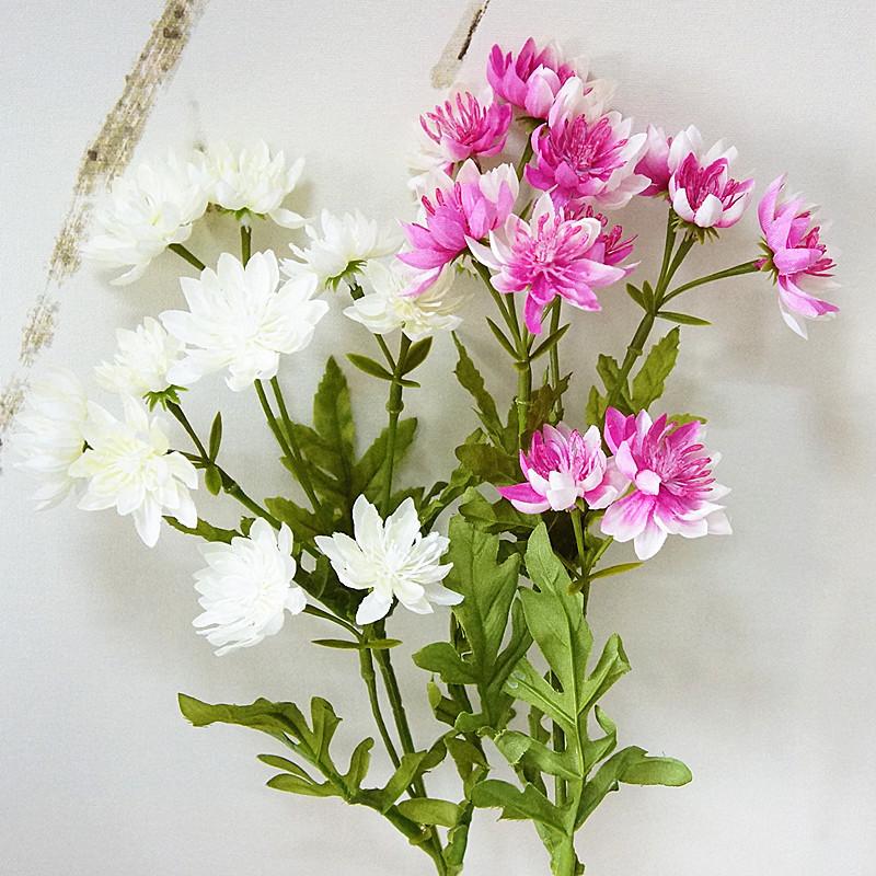 黄金菊