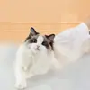 Guantes sin lavado para gatos, toallitas para gatos, limpieza de gatos, lavado en seco para perros, baño de gatos, guantes y toallitas para perros