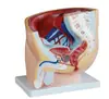 Hospital de Saúde Materno-Infantil Centro de Serviço de Planejamento Familiar Modelo de Exibição Modelo Anatômico Sagital da Pelve Reprodutiva Masculina
