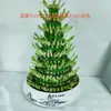 Plantas de Bambú Cultivadas en Agua que Simbolizan Prosperidad y Crecimiento Continuo, Fáciles de Cuidar, Traen Buena Suerte y Fortuna, Adecuadas para Oficina, Inauguración de Casa o como Regalo