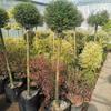 Dropshipping Flor Espejo Planta Árbol de Cera de Sichuan y Yunnan Ligustrum Oro Brillante Ciprés Azul Hielo Serie Piruleta Planta en Maceta Estilo Jardín