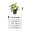 Simulação transfronteiriça planta verde vaso planta decoração planta fundo planta arranjo flor material correspondente endro verde tartaruga folha traseira