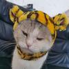 Disfraz de Halloween para Gatos y Perros, Velcro Ajustable Otoño e Invierno Transformación de León Sombrero para Mascotas, Disfraz Festivo