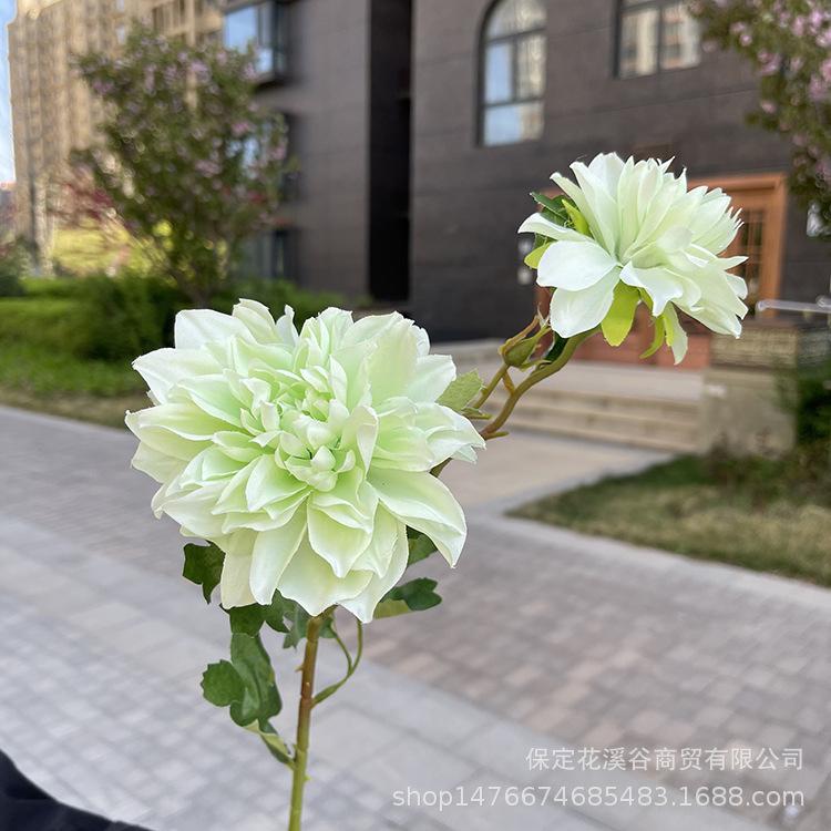 2头单支大丽花-exwpx-浅绿.JPG