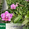 Planta de Phalaenopsis en Maceta con Vara Floral y Capullo Floral Flor Otoño e Invierno Orquídea para Sala de Estar Plántula Grande Planta de Interior Fácil de Mantener en Todas las Estaciones