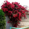 Rosas Trepadoras de 1.5 m con Aroma Fuerte, Plantas Trepadoras para el Jardín, Rosas en Maceta de Floración Multitemporada que Florecen Todo el Año