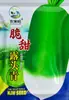 Semillas de Rábano Fengguang Generation Verde Expuesto Variedad Antigua Semillas de Rábano Resistentes al Almacenamiento Otoño e Invierno Verduras y Frutas Semillas de Rábano