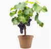 Dropshipping Patio Extra Grande Sunshine Rose Uva Plantón Jufeng Planta en Maceta Plantación Norte-Sur Plantación en el Suelo Plantación Resistente al Frío Escalada
