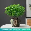 Repelente de Mosquitos, Madera de Pimienta Fragante, Plantas Verdes de Interior en Maceta, Fácil de Cultivar, Absorbe Formaldehído, Plántulas de Flor Jiuli Xiang, Cultivo en Agua