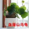 Planta trepadora de hoja redonda dorada inmutable de la tortuga de montaña de la vid roja de Yunnan, en maceta, interior, hidropónica, vid verde perezosa de mil oros