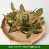 Ventas directas del fabricante: Decoración de pared de planta de césped artificial persa, plantas verdes de hoja perenne, manojos pequeños para decoración de proyectos, plantas verdes artificiales