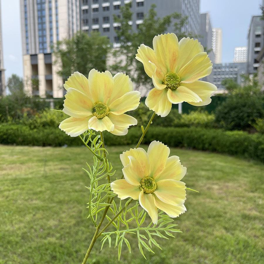 3头莫奈格桑花-sxrmzx-黄色.JPG