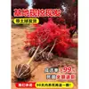 Venta al por mayor Plántulas de Arce Rojo Japonés Cuatro Estaciones Wumei Rojo Plantación en Suelo de Patio Árboles Grandes Resistentes al Frío Plantas de Forestación para Exteriores Viento