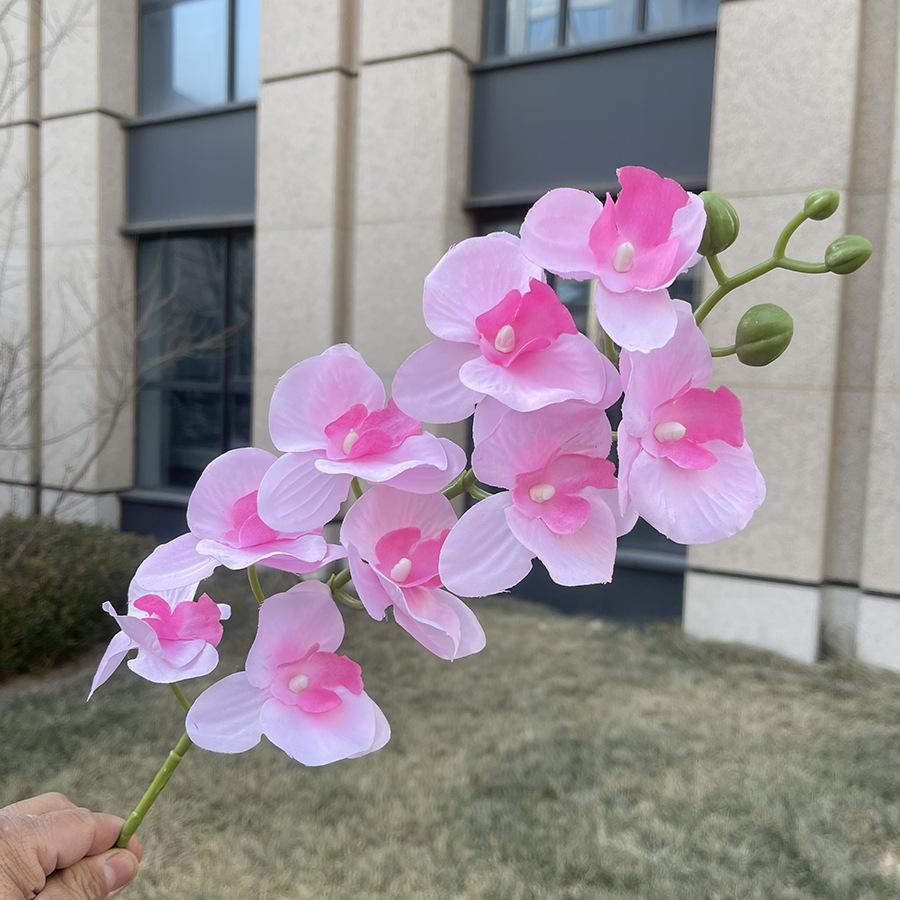 9头平价蝴蝶兰 粉色.JPG