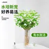 Flores Que Florescem por Muito Tempo e São Fáceis de Cultivar, Lírios, Sino dos Ventos, Flores de Corte Frescas, Plantas Hidropônicas de Cabelo Reto de Yunnan, Rosas, Arranjos de Flores de Interior