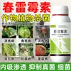 6% Trombina de Primavera Mancha Angular Mancha Foliar Mancha Angular Queima do Arroz Podridão Mole Doença Fúngica Bacteriana Pesticida Agrícola Fungicida