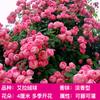 Uma peça de Dropshipping Escalada Rose European Moon Vine Rose Mudas de rosa florescendo em todas as estações Grandes flores Pátio Parede Escalada Ao ar livre