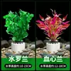 Set de plantas acuáticas y decoraciones para acuario para aquascaping, set completo de anillos de plantación hidropónica para plantas de sombra, plantas acuáticas reales disponibles para entrega
