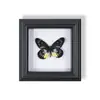 Marco de Fotos de Espécimen de Mariposa Pintura Decorativa de Madera Adorno Retro Europeo Soporte de Exhibición Muebles DIY Regalo de Cumpleaños Regalo