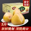 Jin Xiu Shun Couve-mostarda 2,5kg Bolinhas Especialidade do Nordeste Heilongjiang Picles Pequenos Vegetais Frescos em Conserva para Refeições