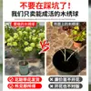 Plántulas de Hortensia de Madera China Cubo de Plantación para Exteriores Bola de Arpillera Semillas de Flores Patio Casa Montón Viejo de Madera Plantas en Maceta