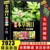 Compilação Fina do Espectro de Cores Primárias da Medicina Herbal Chinesa Farmacopeia Chinesa Genuína Atlas Completo de Medicina Herbal Chinesa Livros de Medicina Chinesa